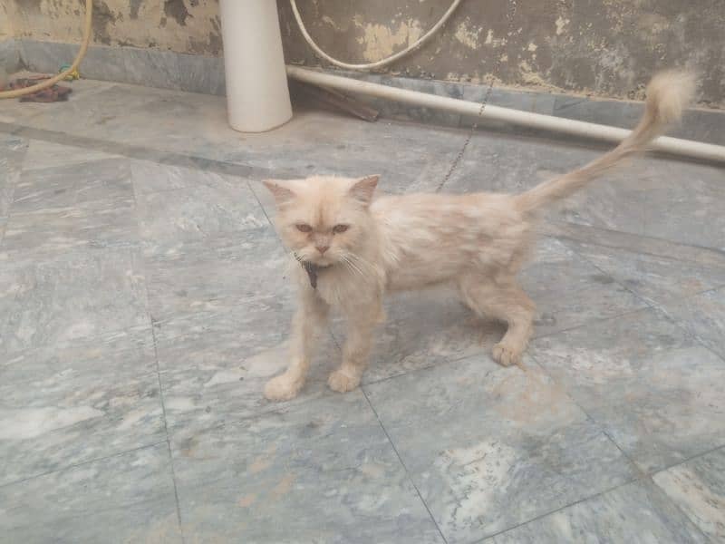 persian cat urget 3