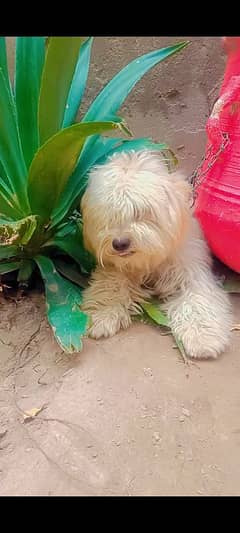 podal dog available for Sle only cal plx nd whtsap msg no olx chat