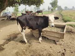 cow