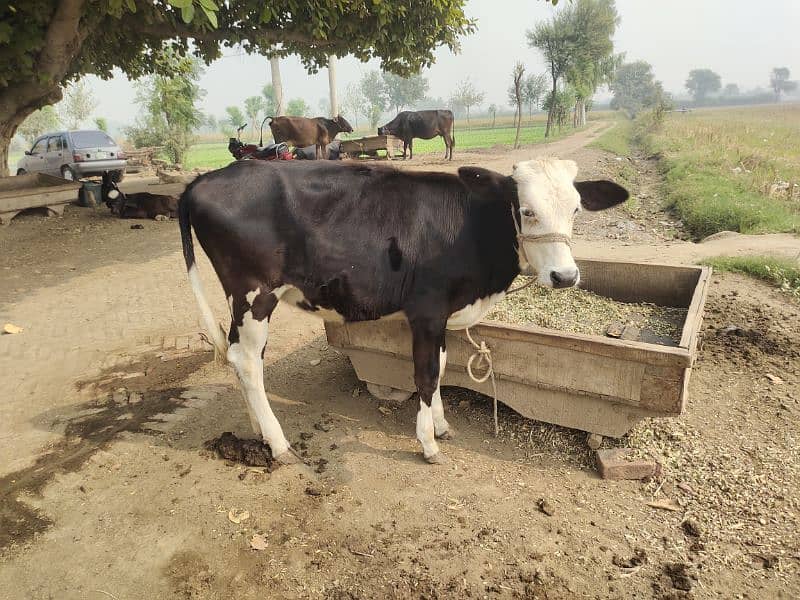 cow for sale 0