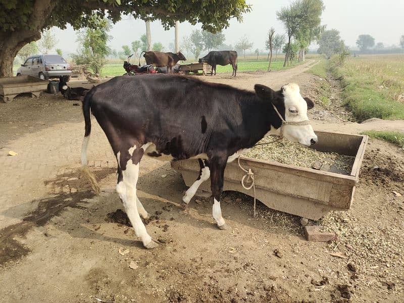 cow for sale 1