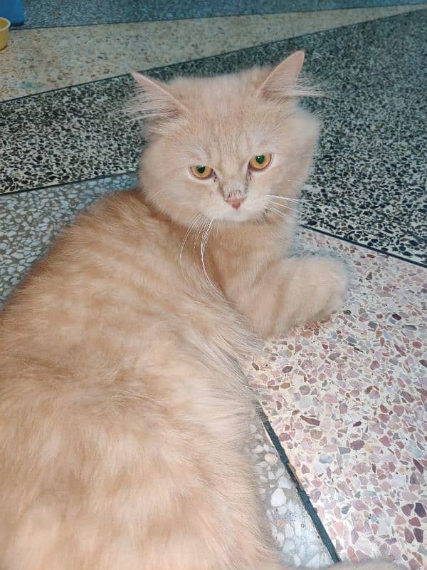 triple coat semi punch Persian male cat 0