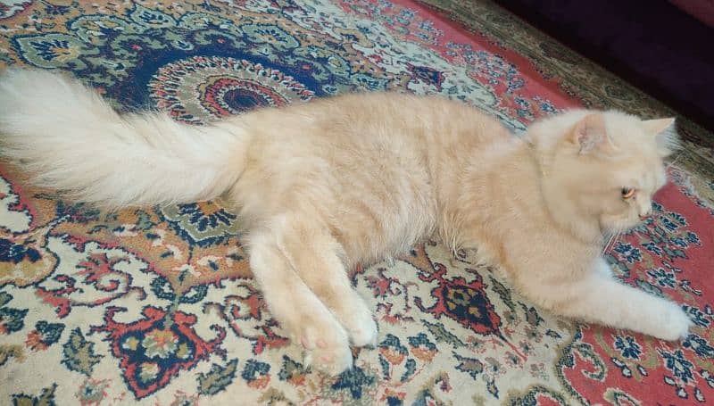 triple coat semi punch Persian male cat 1