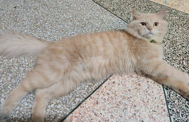 triple coat semi punch Persian male cat 2