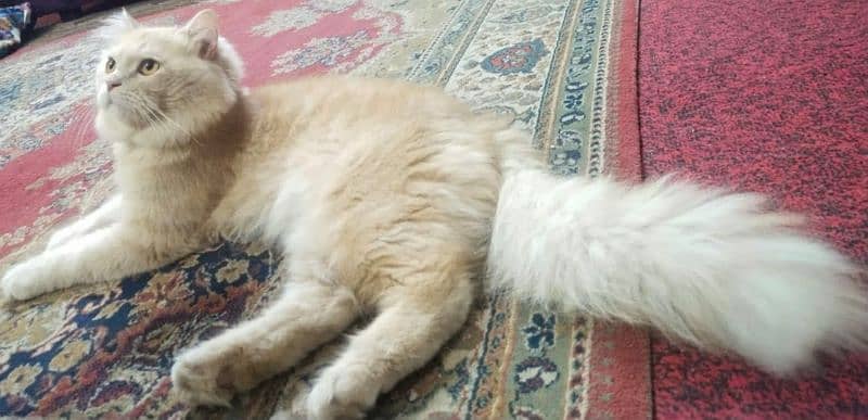 triple coat semi punch Persian male cat 3