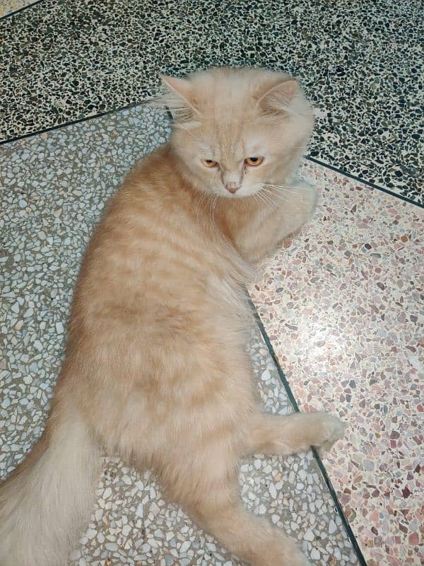 triple coat semi punch Persian male cat 4