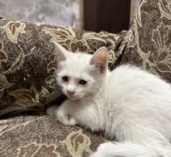 Persian white male kitten