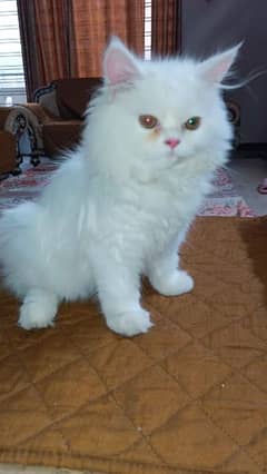 Persian Extra long fur coat female cats 0