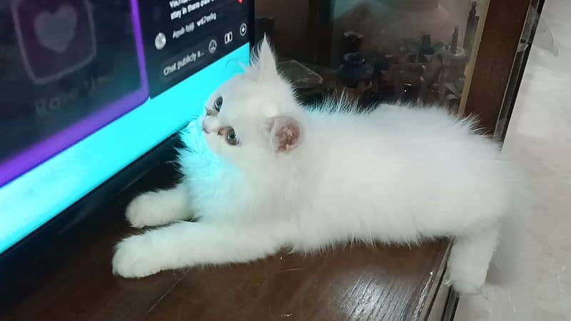 Persian Extra long fur coat female cats 1