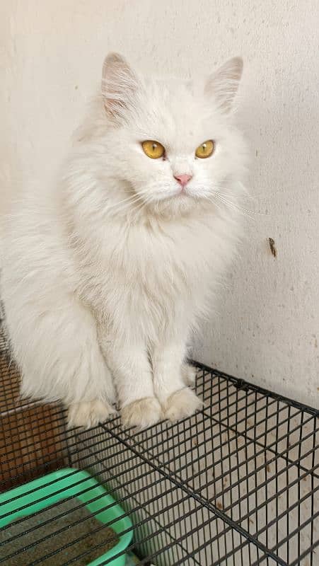 Persian Extra long fur coat female cats 3