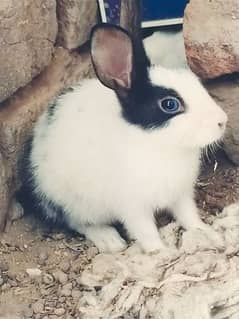 black and white rabbit