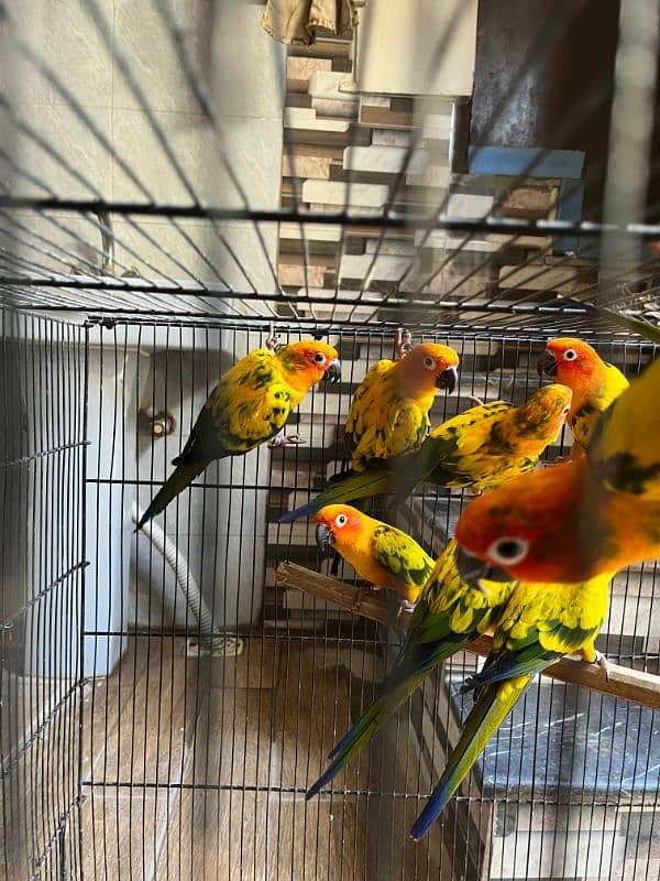 sun conures 1