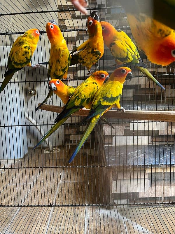 sun conures 3