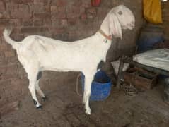 Big Hight Pure Rajun puri Confirm Pregnant Goat