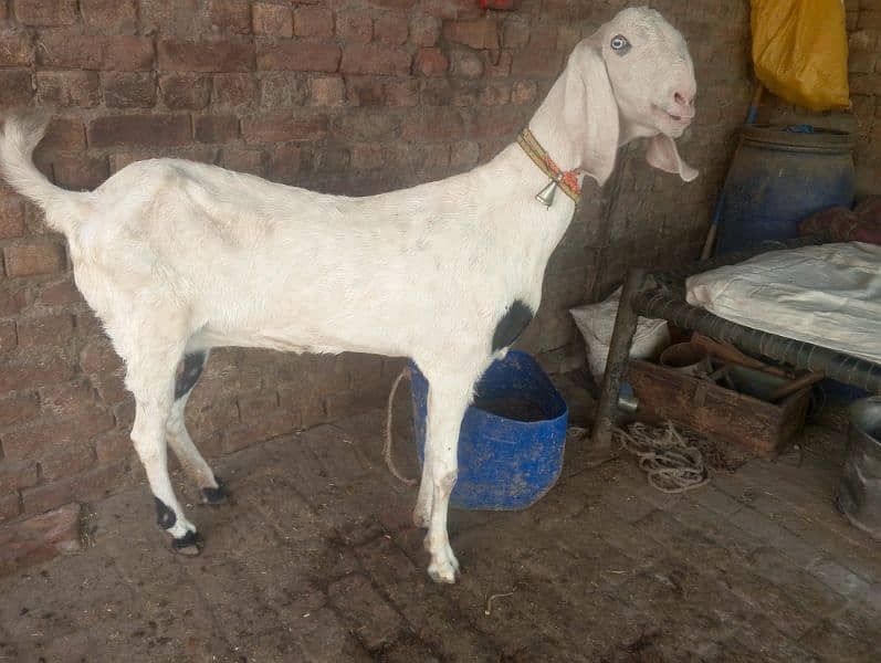 Big Hight Pure Rajun puri Confirm Pregnant Goat 1