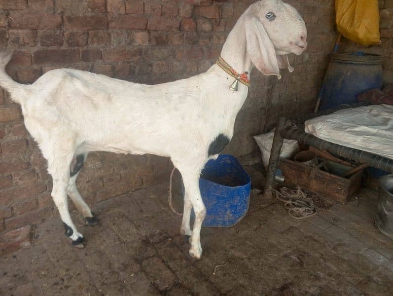 Big Hight Pure Rajun puri Confirm Pregnant Goat 2