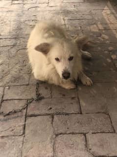 Russian Male Dog Healthy and active