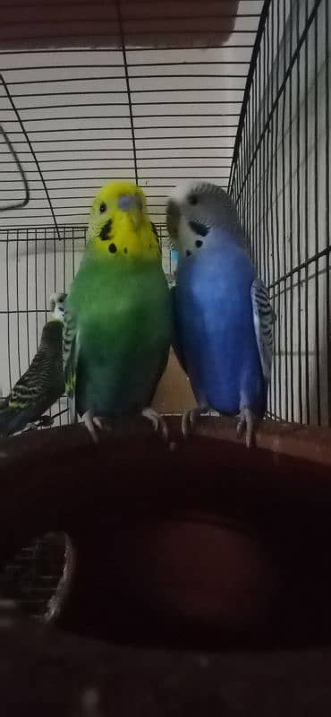 Australian Parrots pair 0