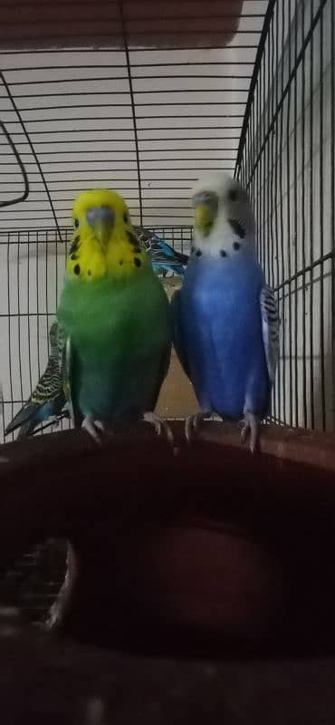 Australian Parrots pair 1