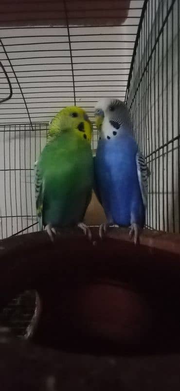 Australian Parrots pair 2