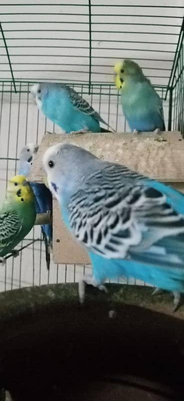 Australian Parrots pair 3