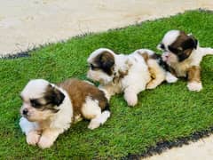 Shihtzu Puppies Males each 52k