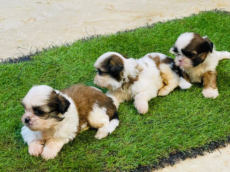 Shihtzu Puppies Males each 52k 0