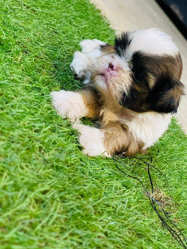 Shihtzu Puppies Males each 52k 1