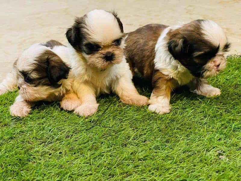 Shihtzu Puppies Males each 52k 2