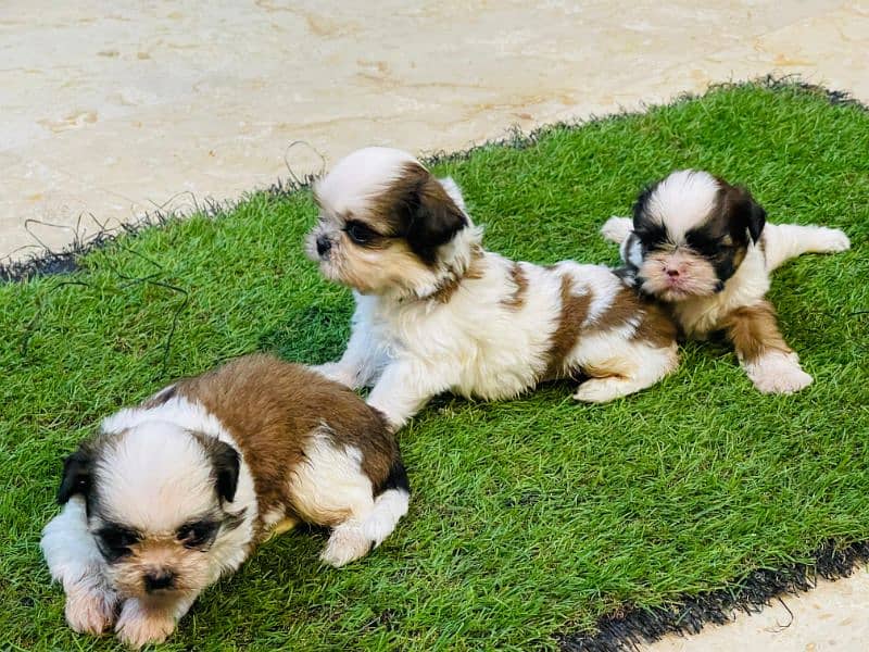 Shihtzu Puppies Males each 52k 3