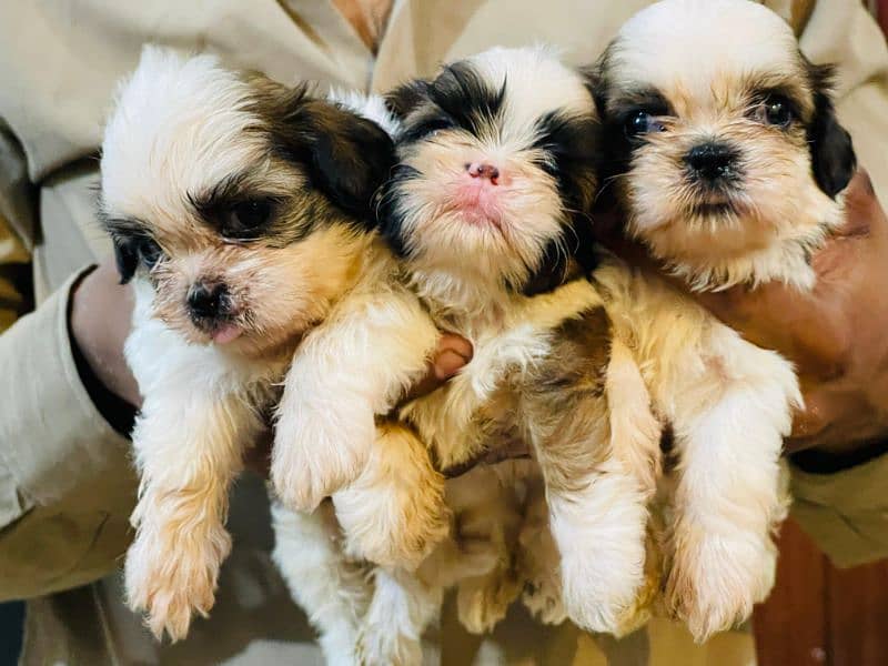 Shihtzu Puppies Males each 52k 4