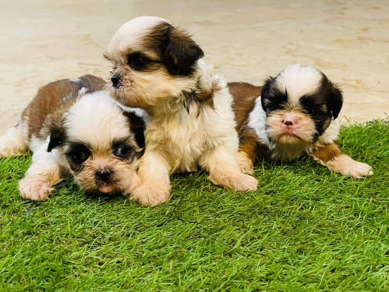 Shihtzu Puppies Males each 52k 5