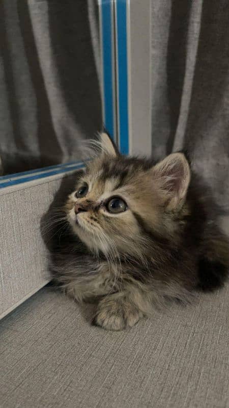 Persian cats for sale 3