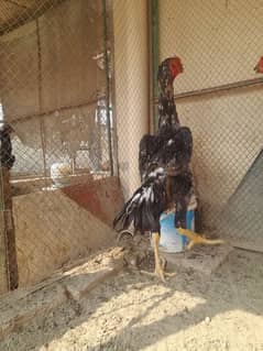 2 male o shamo for sale