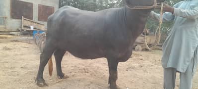 Buffalo cow pehla sowa