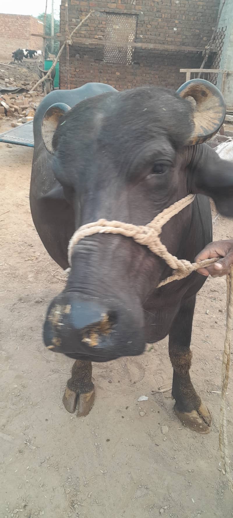 Buffalo cow pehla sowa 1