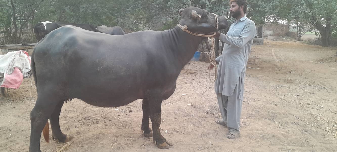 Buffalo cow pehla sowa 3