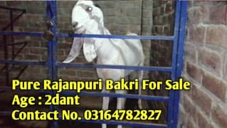 Pure White Rajanpuri Bakri For Sale