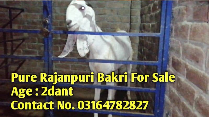 Pure White Rajanpuri Bakri For Sale 0