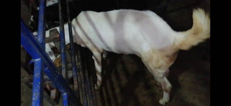 Pure White Rajanpuri Bakri For Sale 1