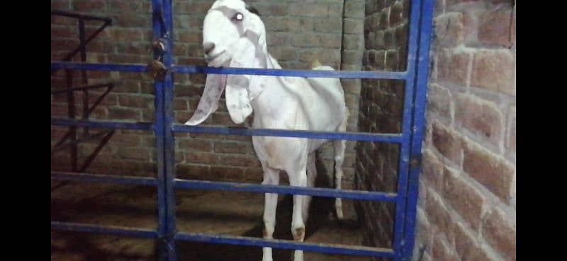 Pure White Rajanpuri Bakri For Sale 3