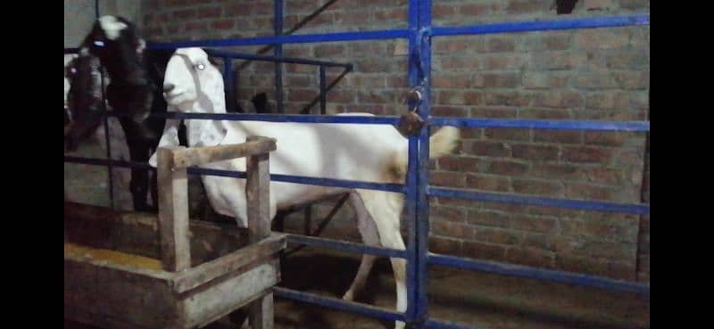 Pure White Rajanpuri Bakri For Sale 4