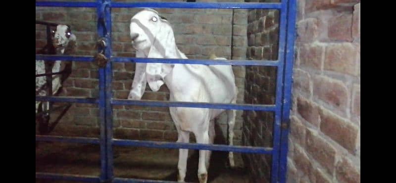 Pure White Rajanpuri Bakri For Sale 5