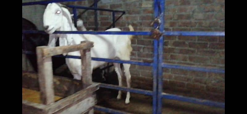 Pure White Rajanpuri Bakri For Sale 6