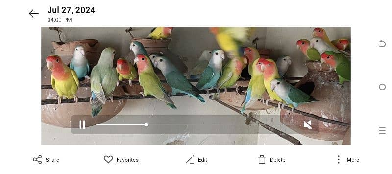 | Coloured lovebird | Excellent quality | For sale with young chicks | 0