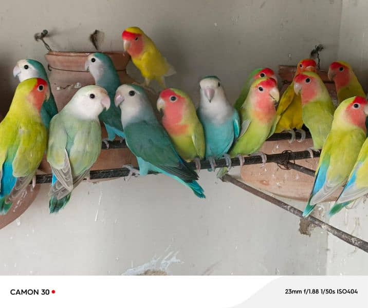 | Coloured lovebird | Excellent quality | For sale with young chicks | 1