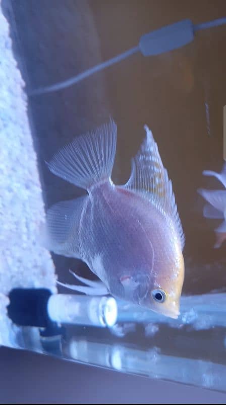 Angel Fish Big size 0