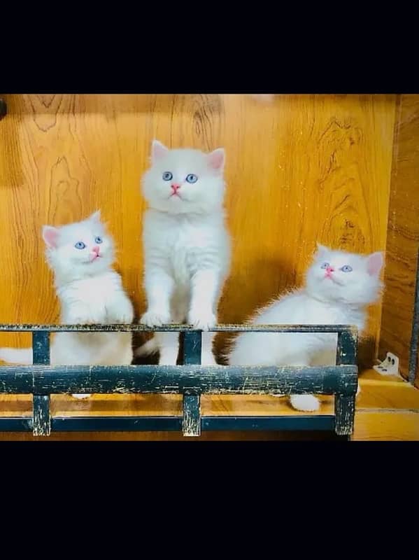 share Persian cat triple court two colours available white and grey 0