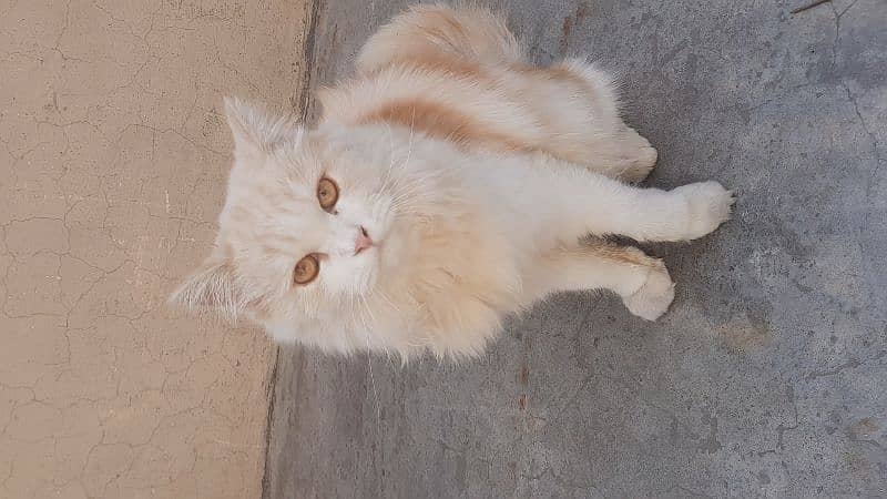 persian cat 0