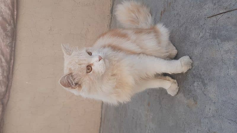 persian cat 1